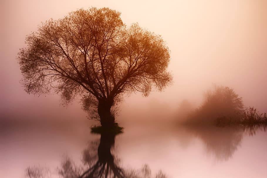 tree, nature, dawn, landscape, fog, water, lake, mirroring HD wallpaper