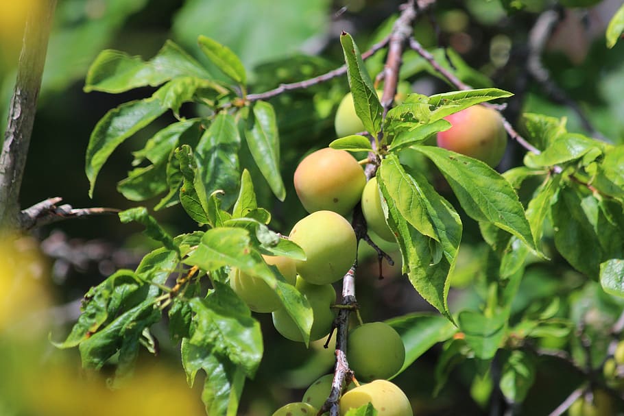 plum, branch, fruit, nature, sheet, food, outdoors, summer HD wallpaper