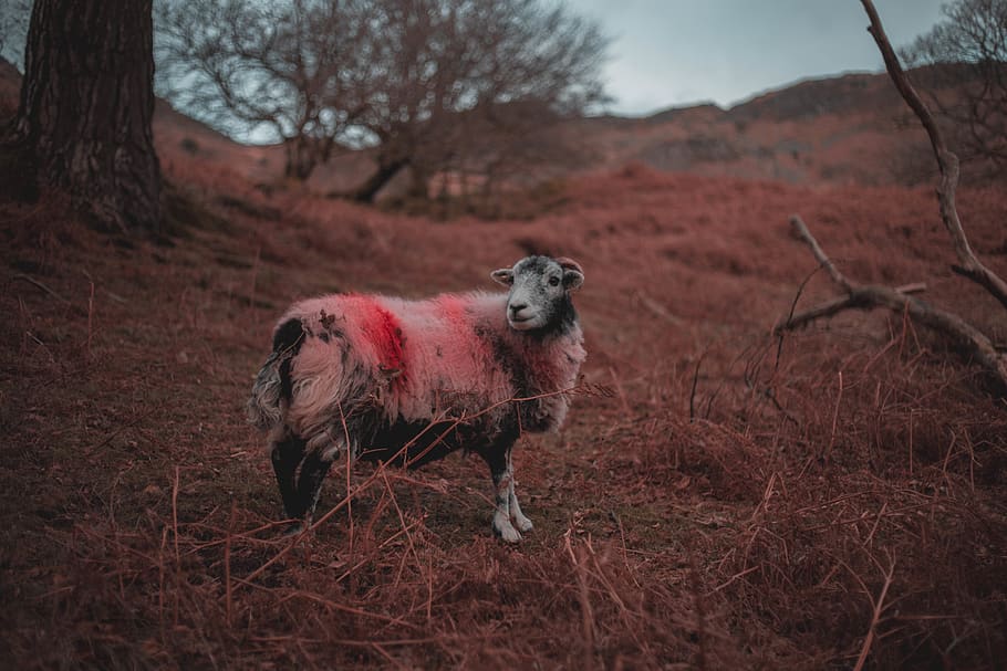 white ram, sheep, mammal, animal, lake district, england, cumbria HD wallpaper
