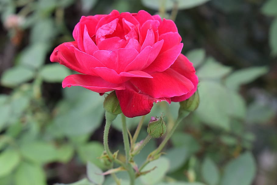 Hãy ngắm nhìn những bông hoa hồng đầy quyến rũ trong hình ảnh này. Được lòng người nhất định khi bắt gặp sắc đỏ quyến rũ và hương thơm nồng nàn của hoa hồng truyền tình.