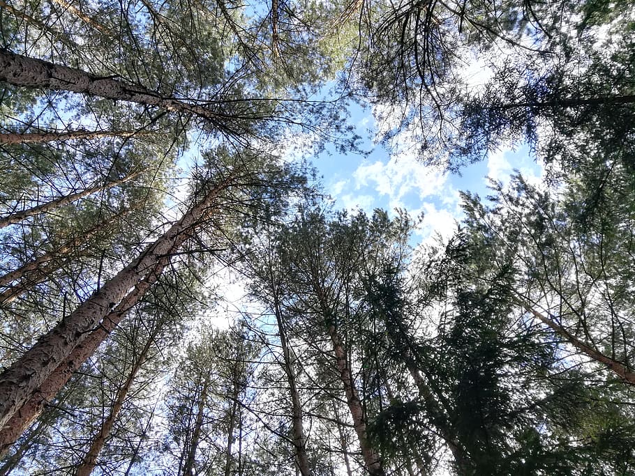 trees, sky, summer, clouds, forest, plant, low angle view, tree trunk HD wallpaper