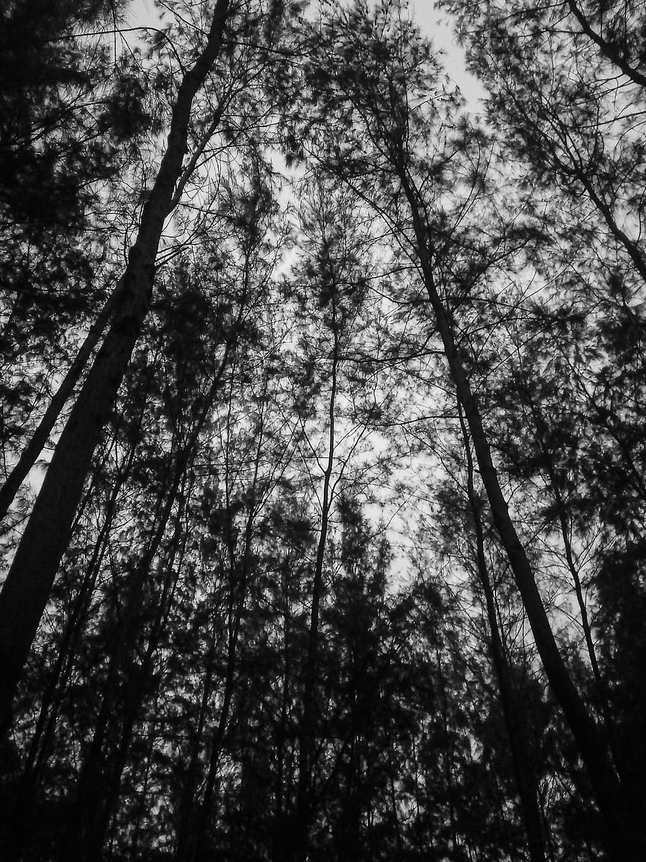 Low Angle Photography Of Trees, environment, forest, low angle shot HD wallpaper