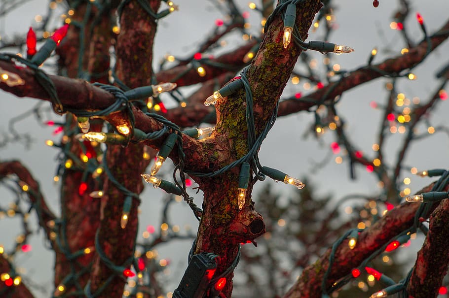 string lights on tree, focus on foreground, plant, branch, nature HD wallpaper