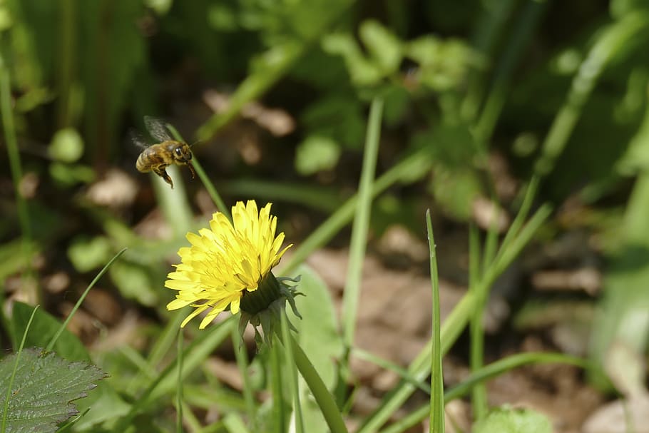 bee, dandelion, insect, flower, yellow, pollination, nectar HD wallpaper