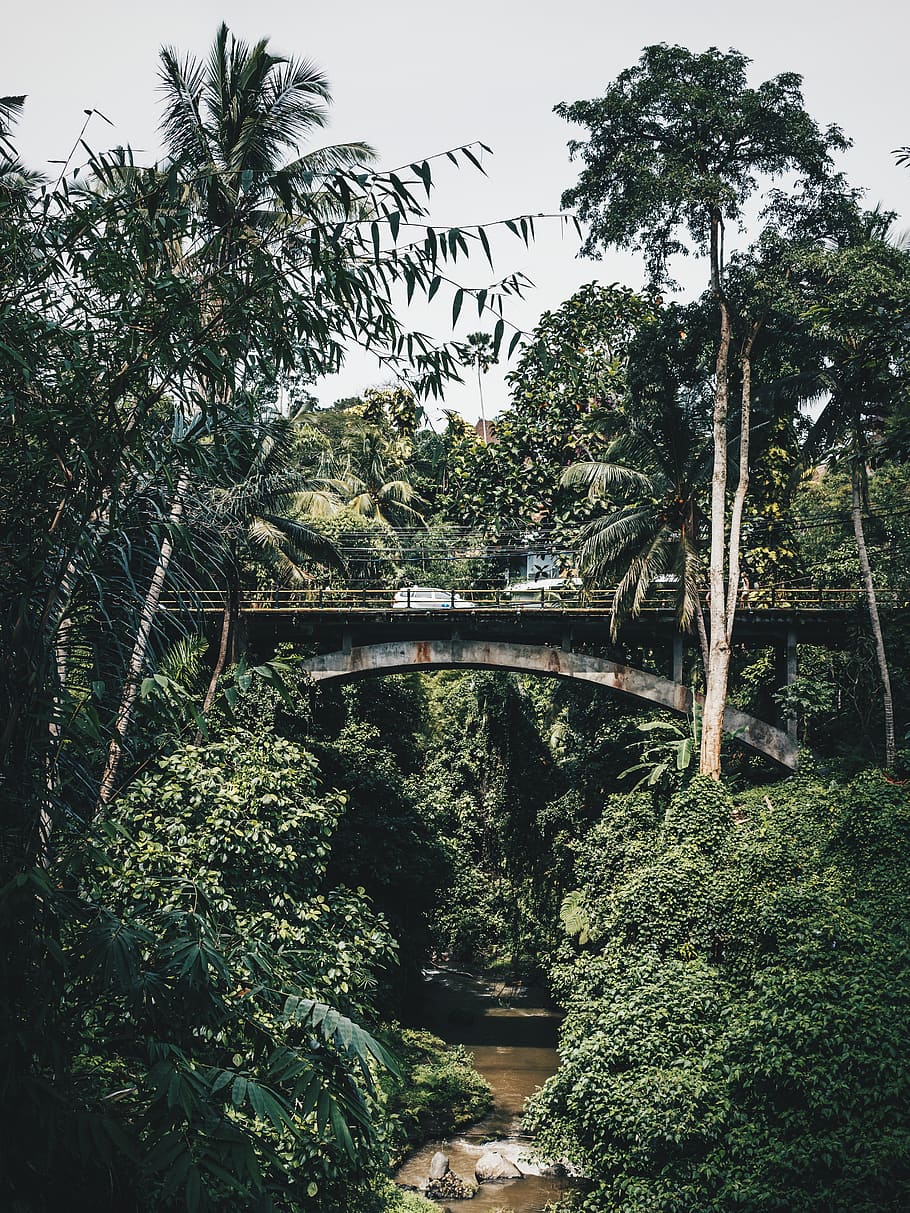 indonesia, ubud, tree, plant, bridge, growth, connection, bridge - man made structure HD wallpaper