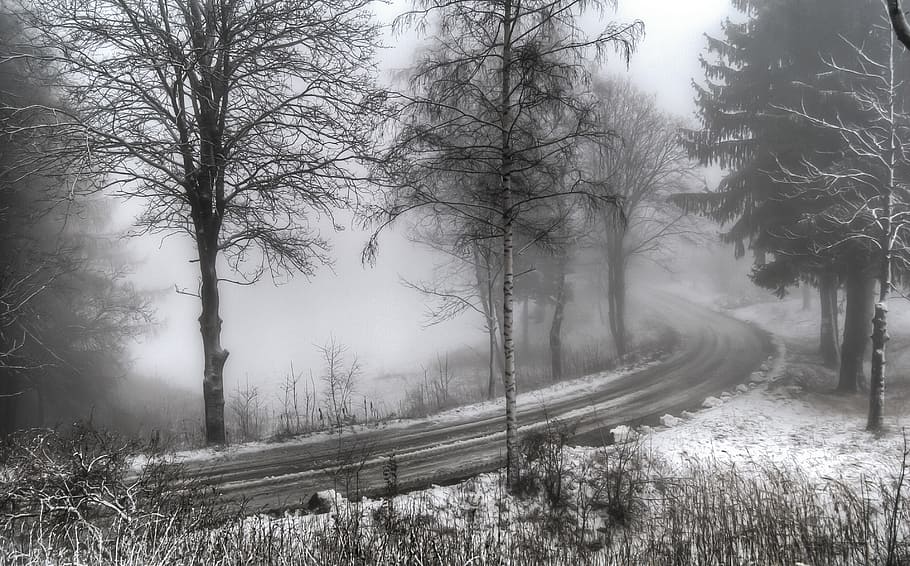 fog, trees, road, alone, adventure, journey, smoke, plant, nature HD wallpaper