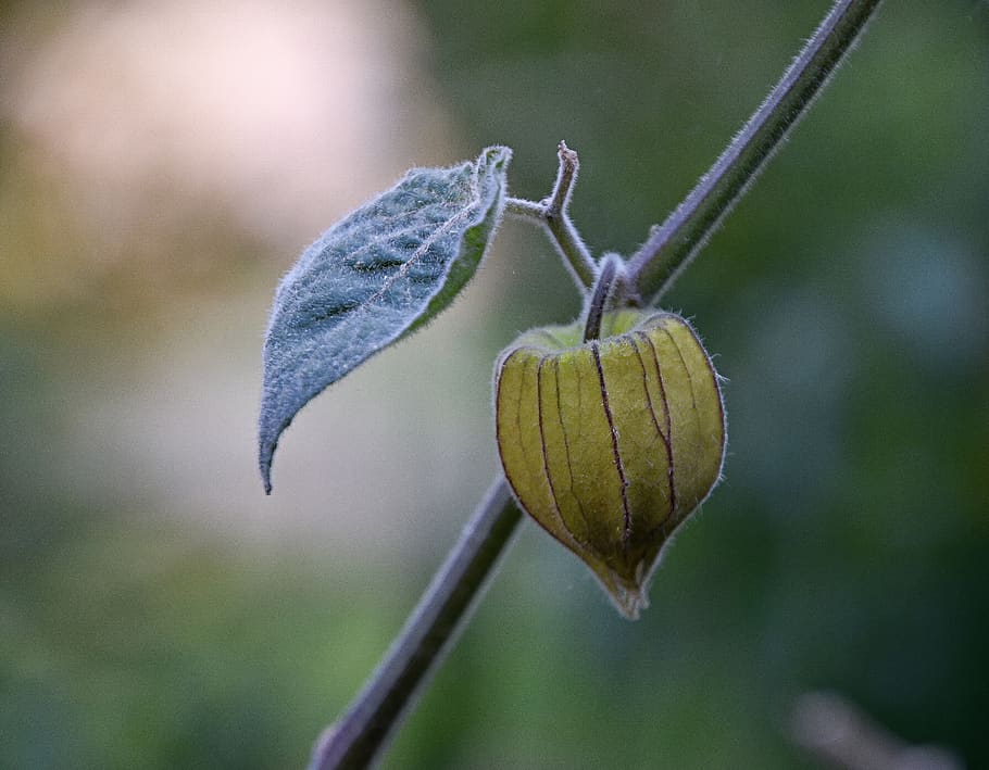 physalis, fruit, healthy, vitamins, cape gooseberry, eat, close up HD wallpaper