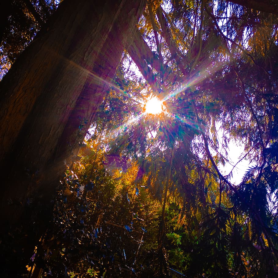 sun through trees, forest, green, sun rays, plant, low angle view HD wallpaper