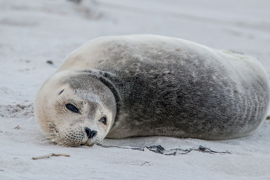 robbe, grey seal, helgoland, dune, sand, beach, nature, animal, HD wallpaper