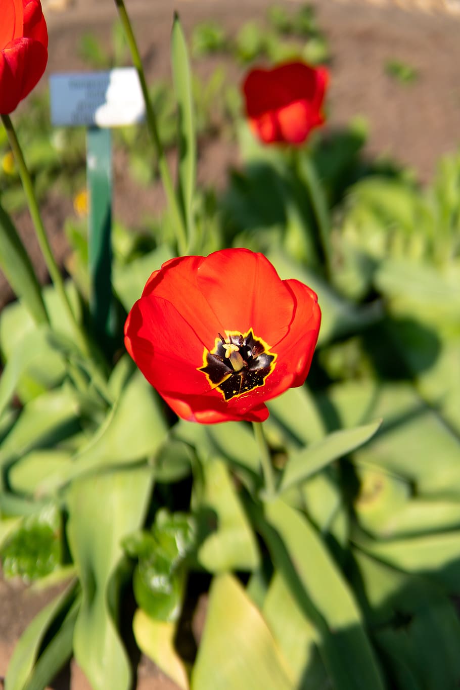 spring, flowers, blossom, bloom, flora, botany, garden, beauty HD wallpaper