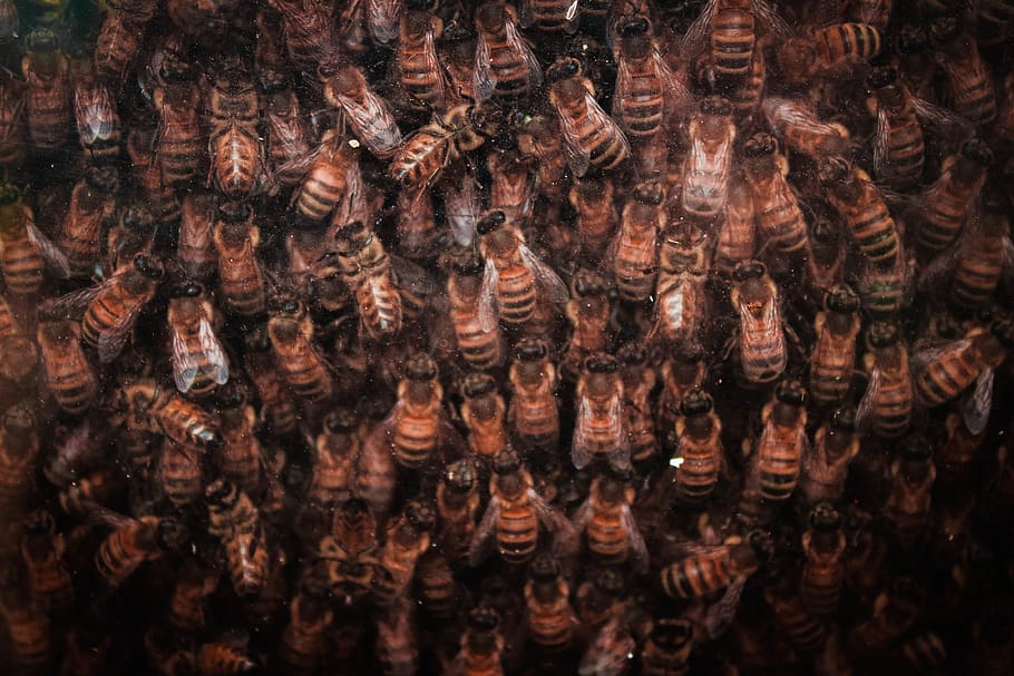 swarm of bees, invertebrate, animal, honey bee, insect, apidae, HD wallpaper