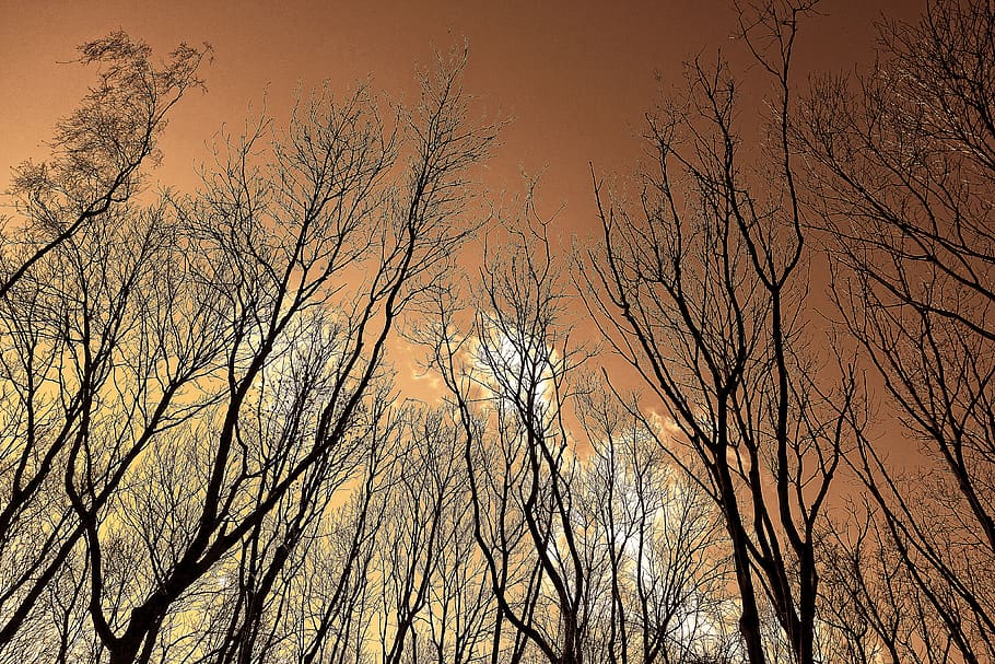tree, tree top, branch, bare trees, rising up, thin trees, silhouette HD wallpaper