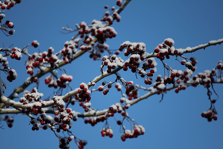 canada, burnaby, stick, tree, snow, winter, berries, growth HD wallpaper