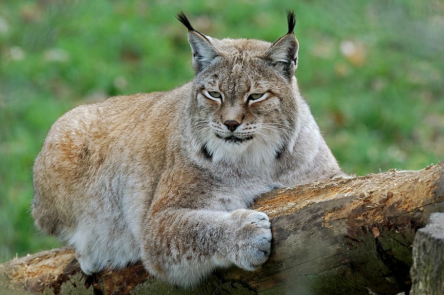 lynx, carnivore, predator, mammals, feline, tawny, wild, fur