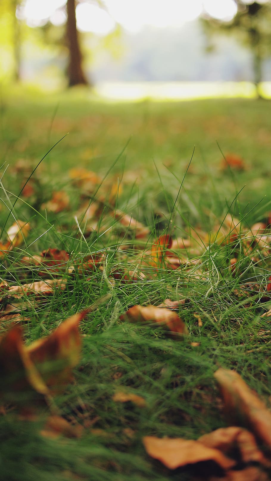 grass, leaves, plant, selective focus, green color, field, nature HD wallpaper