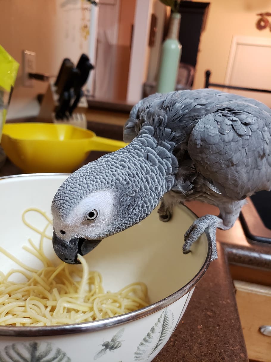 african, grey, parrot, animal, animal themes, close-up, bird HD wallpaper