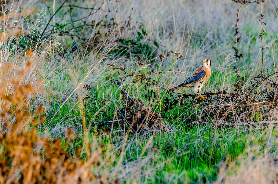 bird perching on grass, animal themes, vertebrate, animal wildlife HD wallpaper