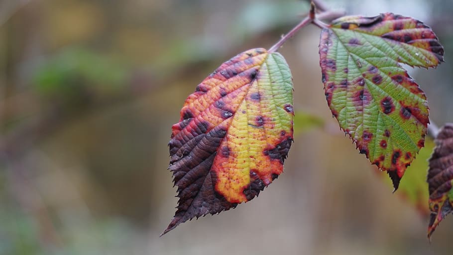 leaf, autumn, leaves, fall foliage, fall leaves, background HD wallpaper