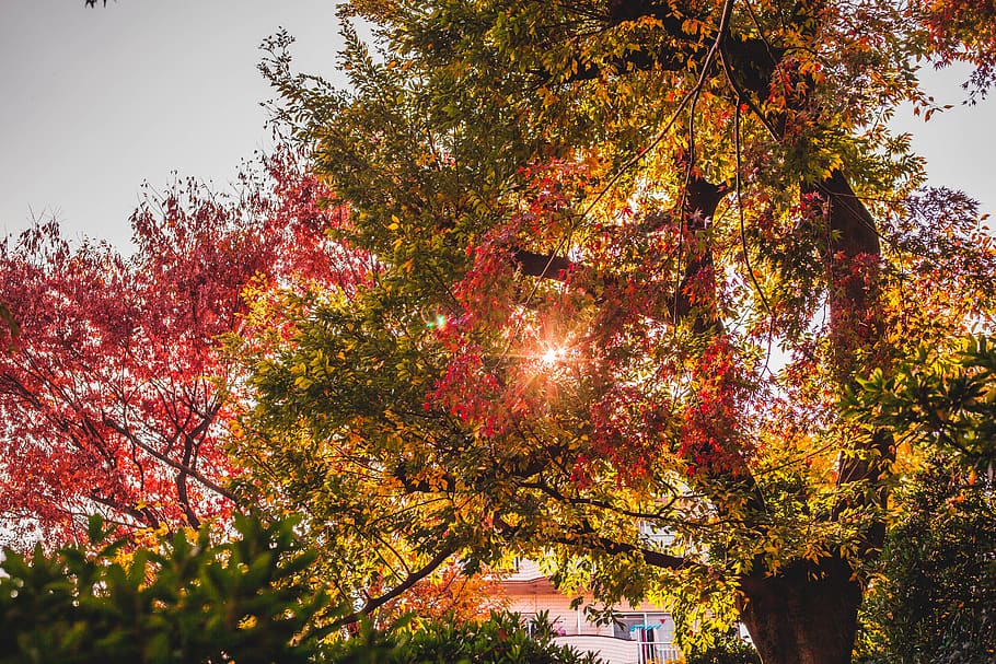 green leafed trees, plant, maple, light, tree trunk, sun, forest HD wallpaper