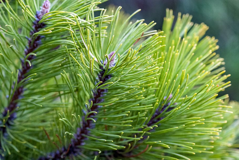 plant, tree, pine, conifer, fir, abies, green, spring, garden HD wallpaper