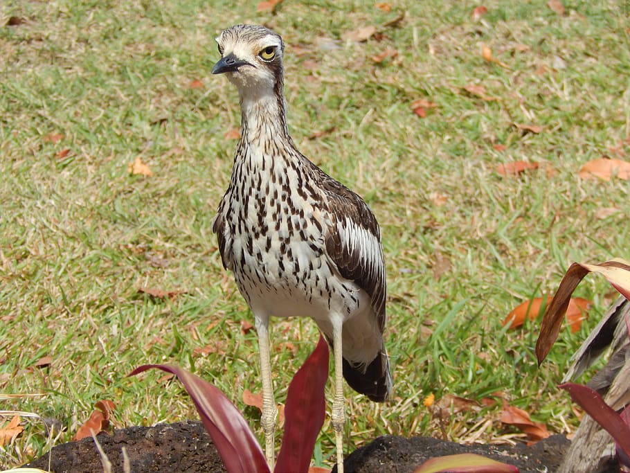 curlew, bird, suspicious, scream, animal themes, vertebrate HD wallpaper