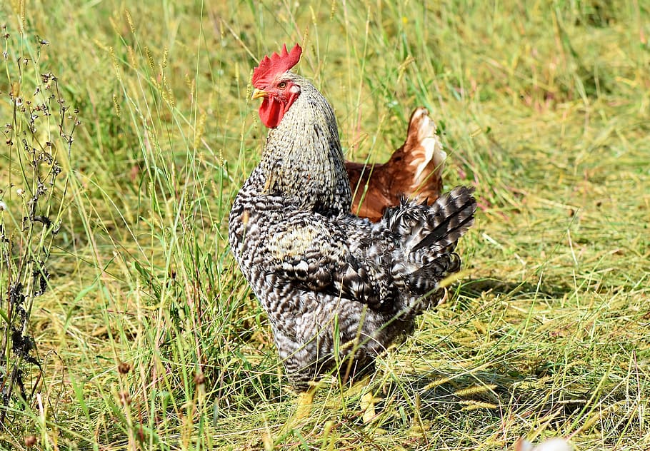 hahn, crow, poultry, comb, chicken, gockel, bill, livestock HD wallpaper