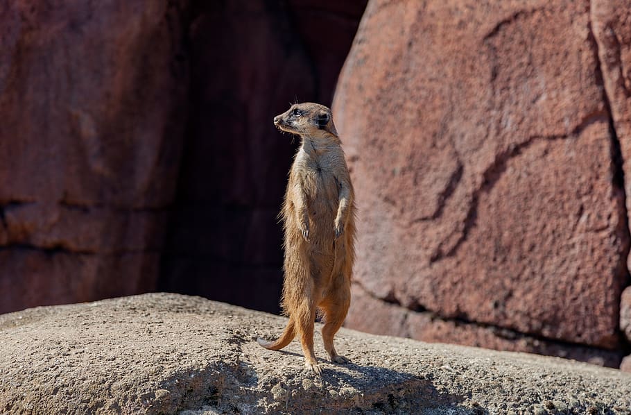 meerkat, pixie, mongoose, cute, animal, predator, sun, brown HD wallpaper