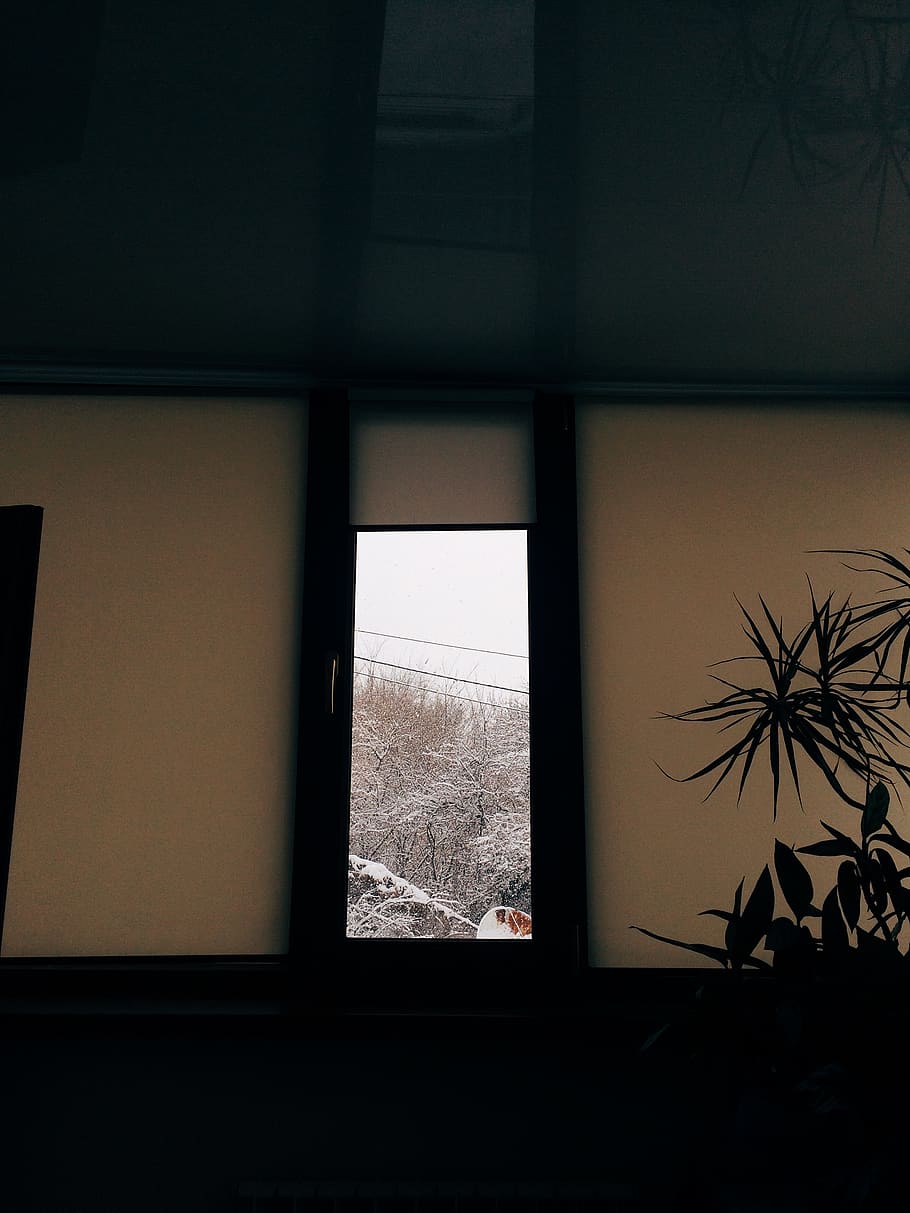 home decor, window, almaty, kazakhstan, plant, wall, silhouette, HD wallpaper