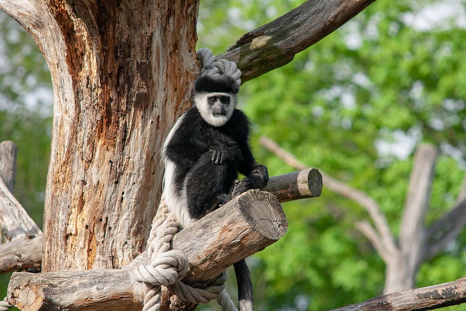 zoo, wildlife, monkeys, animal wildlife, tree, mammal, animals in the wild HD wallpaper