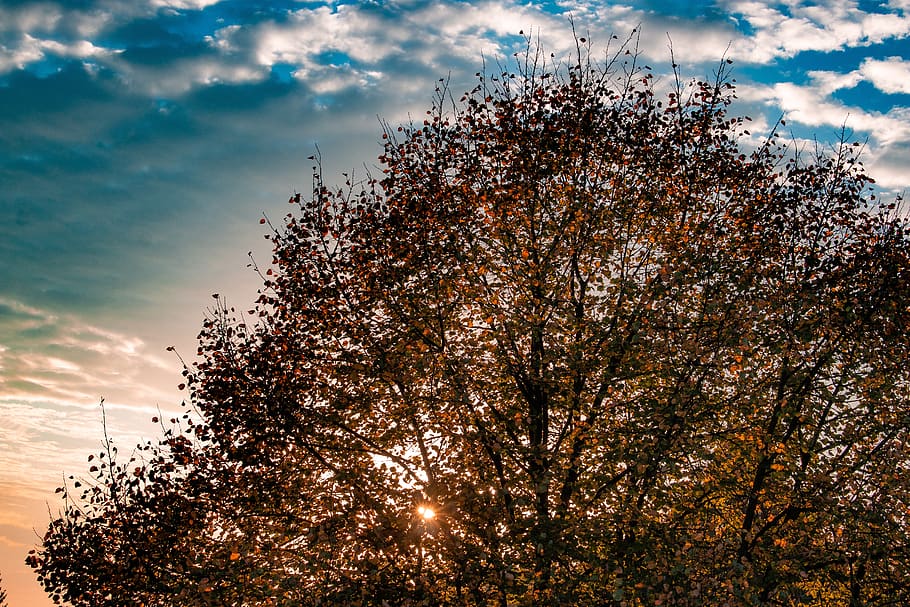 autumn, leaves, deciduous tree, fall leaves, fall foliage, fall color HD wallpaper