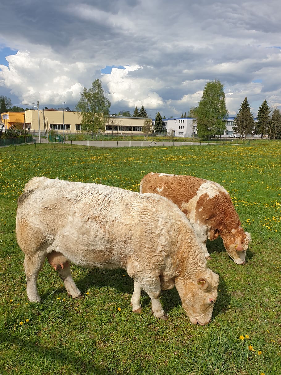 cows, pasture, brown, meadow, pets, cattle, nature, grass, livestock HD wallpaper