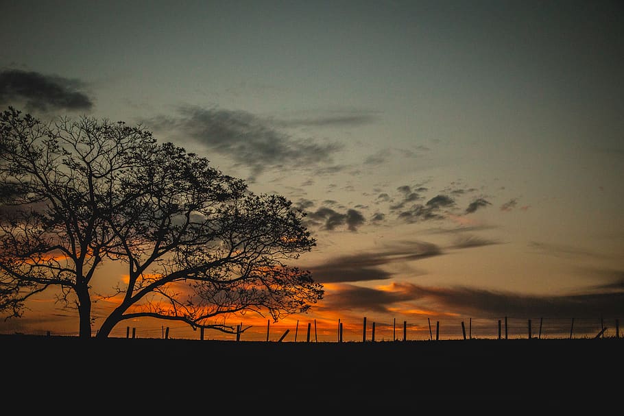 nature, outdoors, sunset, sky, red sky, dawn, dusk, tree, plant HD wallpaper
