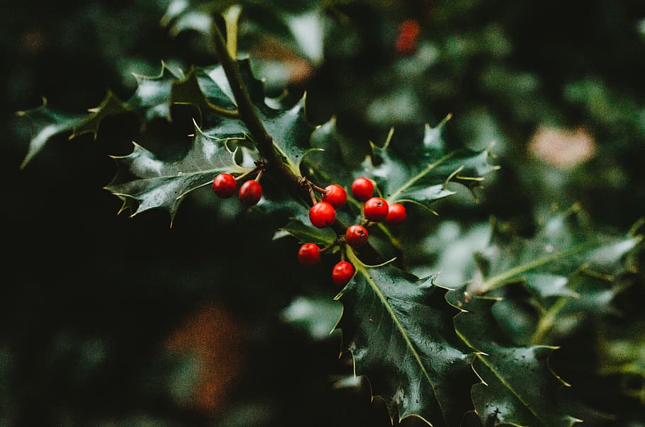 green-leafed plant, food, produce, seed, grain, vegetable, fruit HD wallpaper