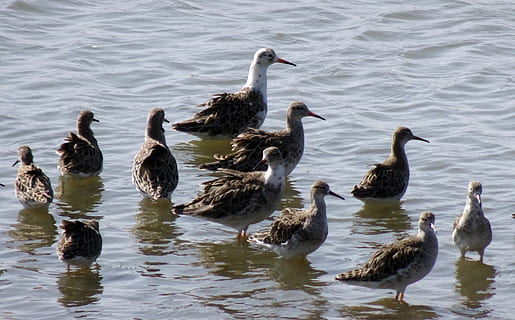 bird, ruff, calidris pugnax, colony, gregarious, sandpiper HD wallpaper