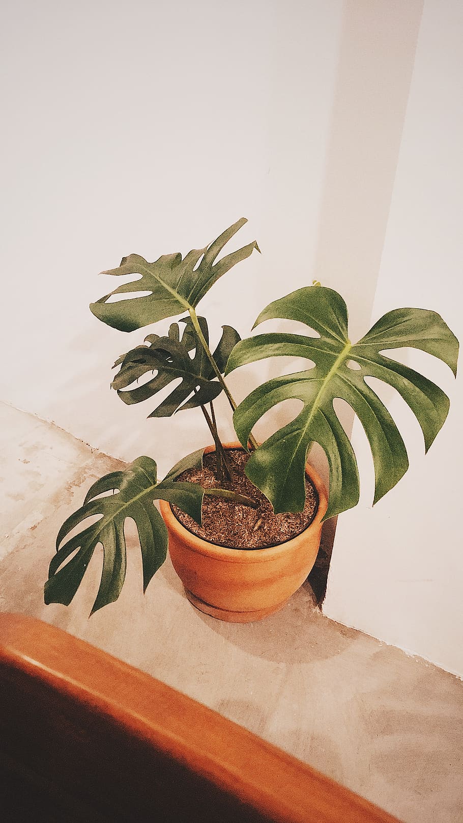 plant, leaf, plant part, potted plant, indoors, growth, green color HD wallpaper
