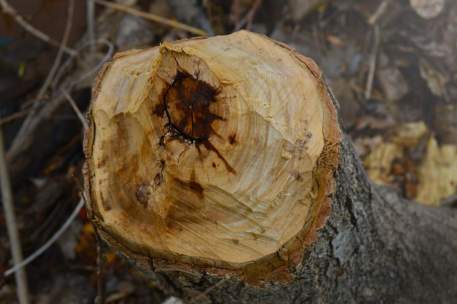 tree, close-up, focus on foreground, plant, nature, tree trunk HD wallpaper