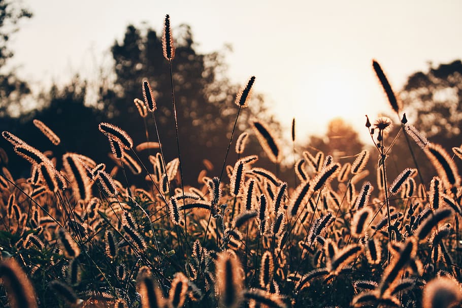 brown plants, grass, lawn, reed, produce, food, grain, vegetable HD wallpaper