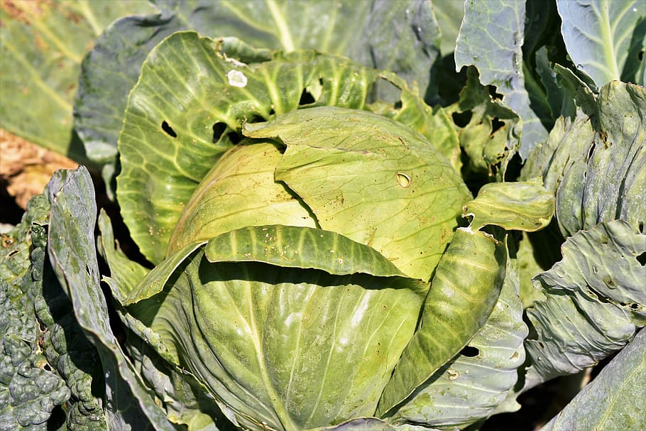 white cabbage, kohl, vegetables, herb, leaves, vegetable growing HD wallpaper