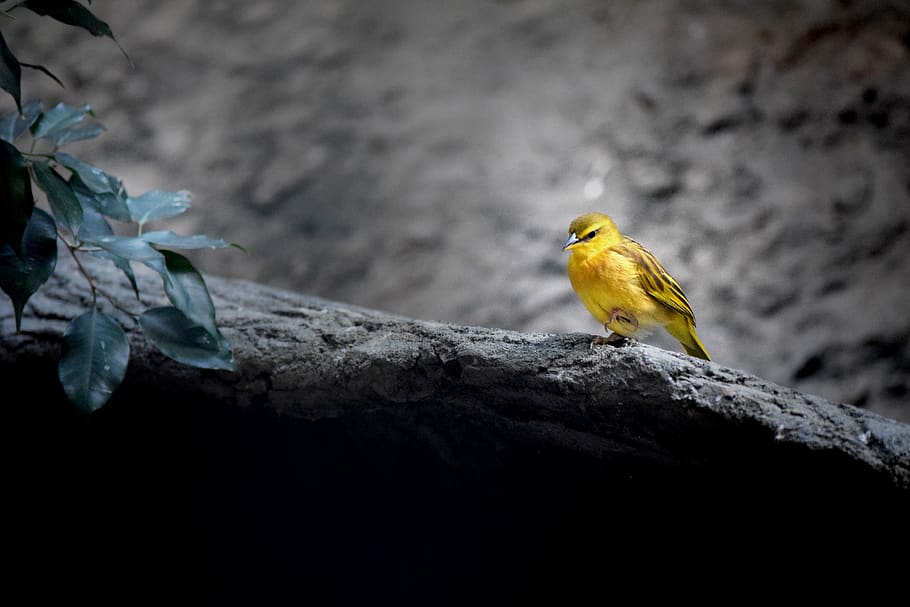 bird, animal, yellow, tree, leaves, one animal, animal themes HD wallpaper