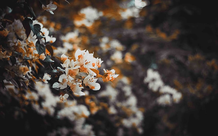 bloom, fall, orange, green, flowers, growth, beauty in nature HD wallpaper