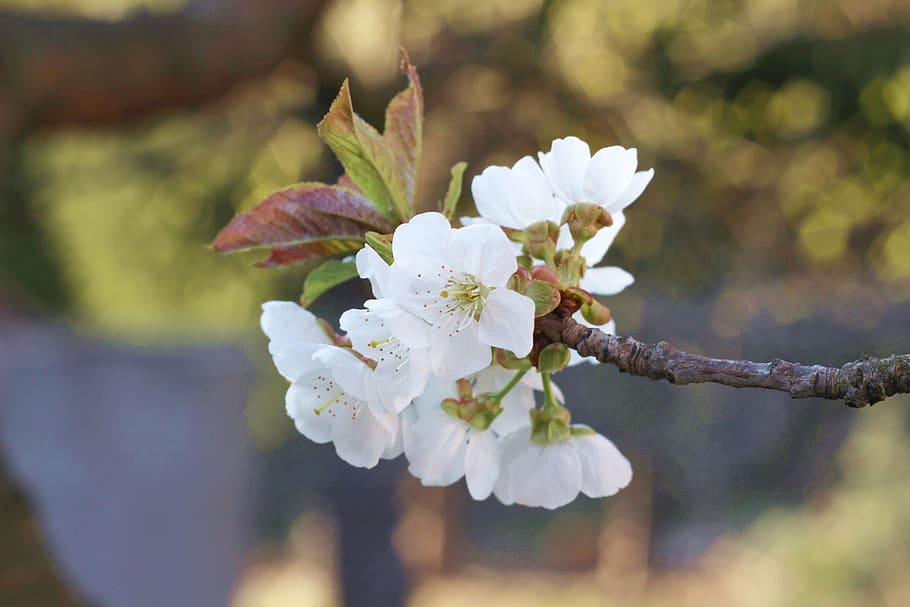 cherry, flowers, spring, tree, nature, garden, fruit, flowering HD wallpaper