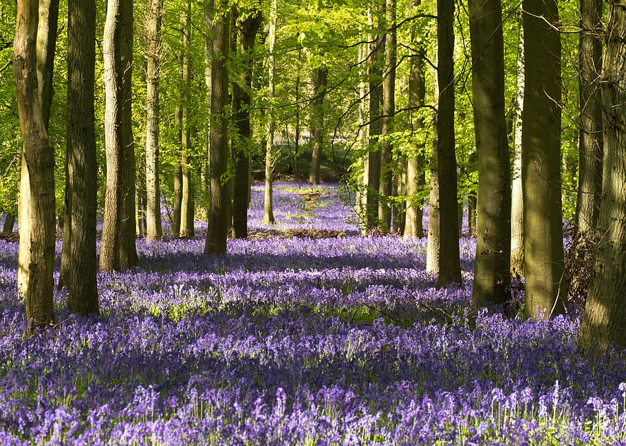 plant, growth, beauty in nature, flower, flowering plant, tree HD wallpaper