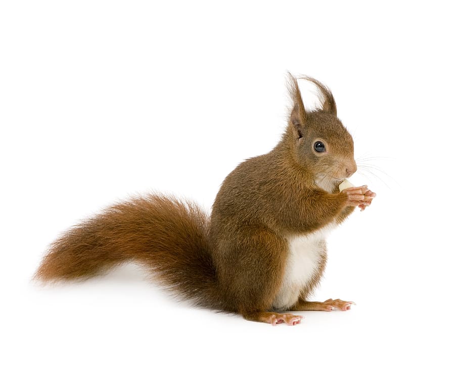 rodent, cute, downy, squirrel, little, animal themes, mammal HD wallpaper
