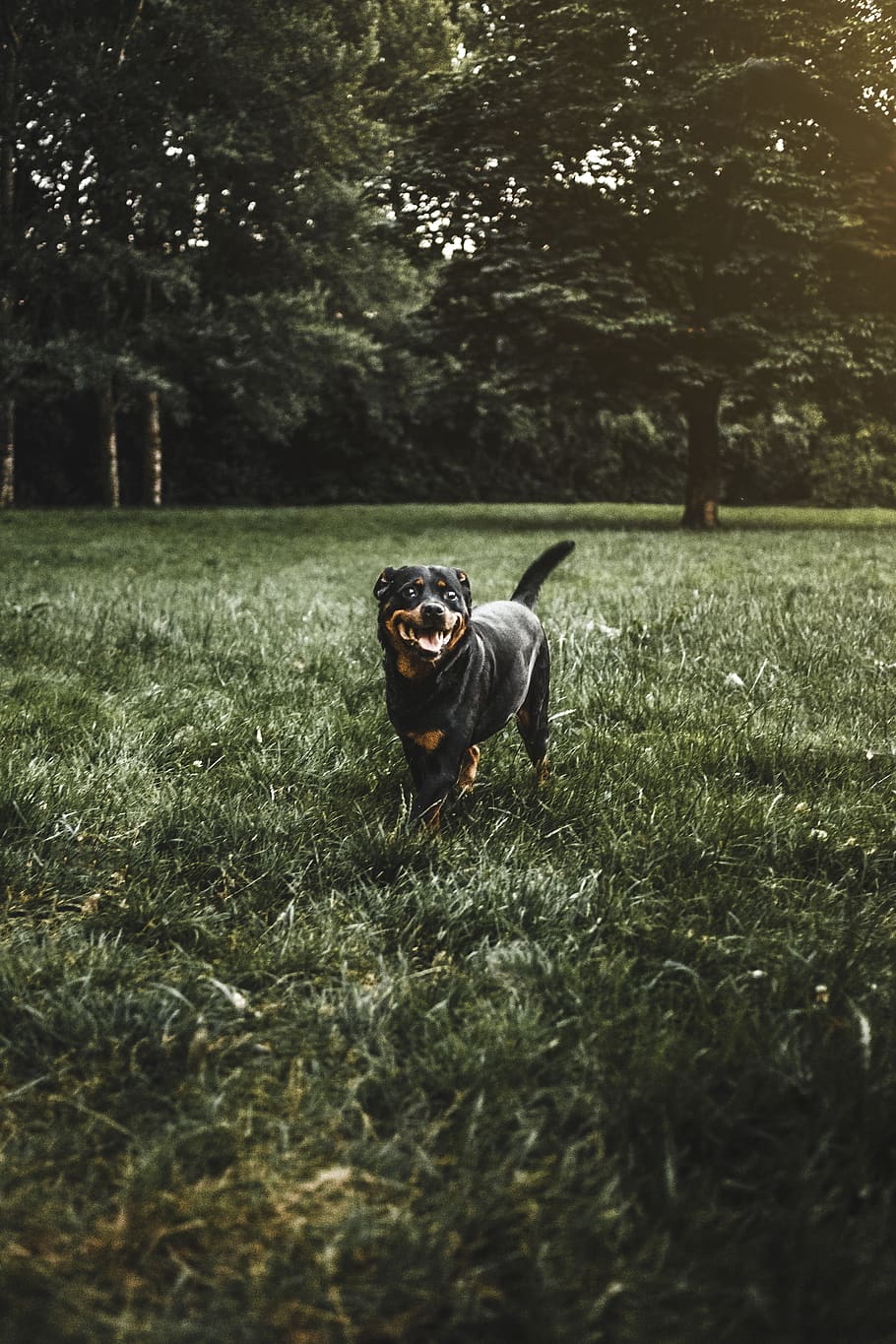 rottweiler on grass field, one animal, plant, domestic animals HD wallpaper