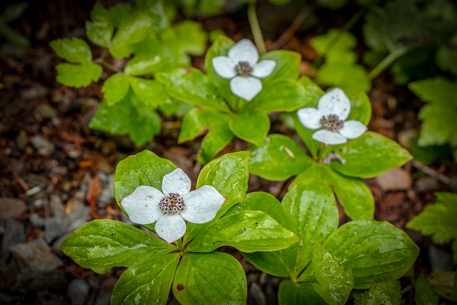 leaf, plant part, growth, beauty in nature, flower, flowering plant HD wallpaper