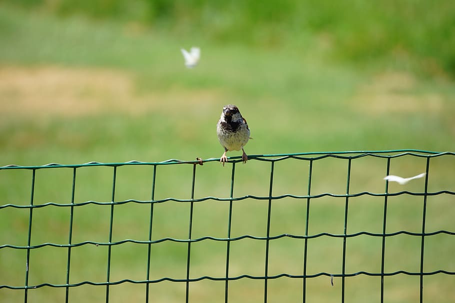 bird, fence, butterfly, green, sparrow, snapshot, animal wildlife, HD wallpaper