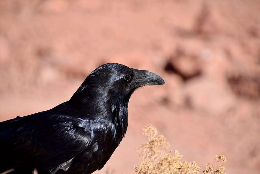 bird, black, black bird, animal, raven, shiny, feathers, eye HD wallpaper