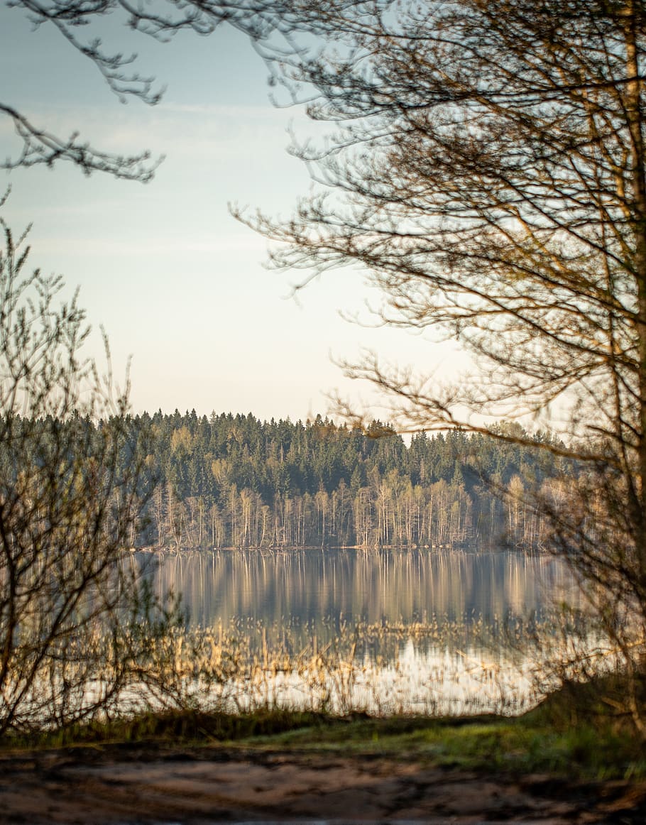 Green Trees With Lake at Daytime, branch, dawn, forest, landscape HD wallpaper