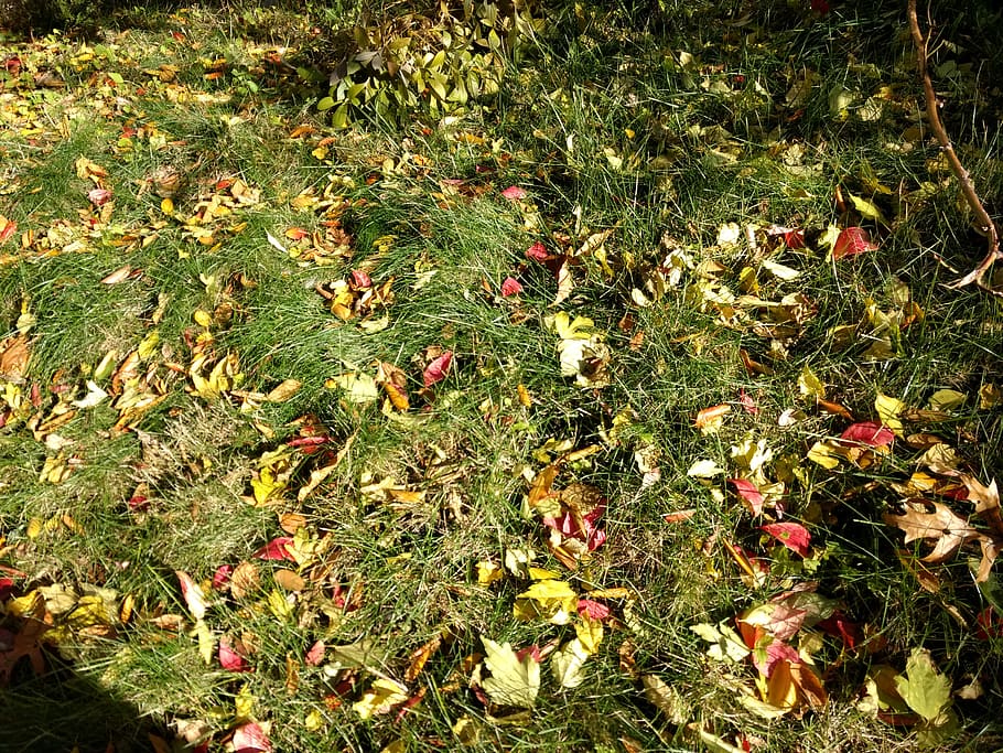 plant, leaf, ground, tree, petal, flower, blossom, vegetation HD wallpaper
