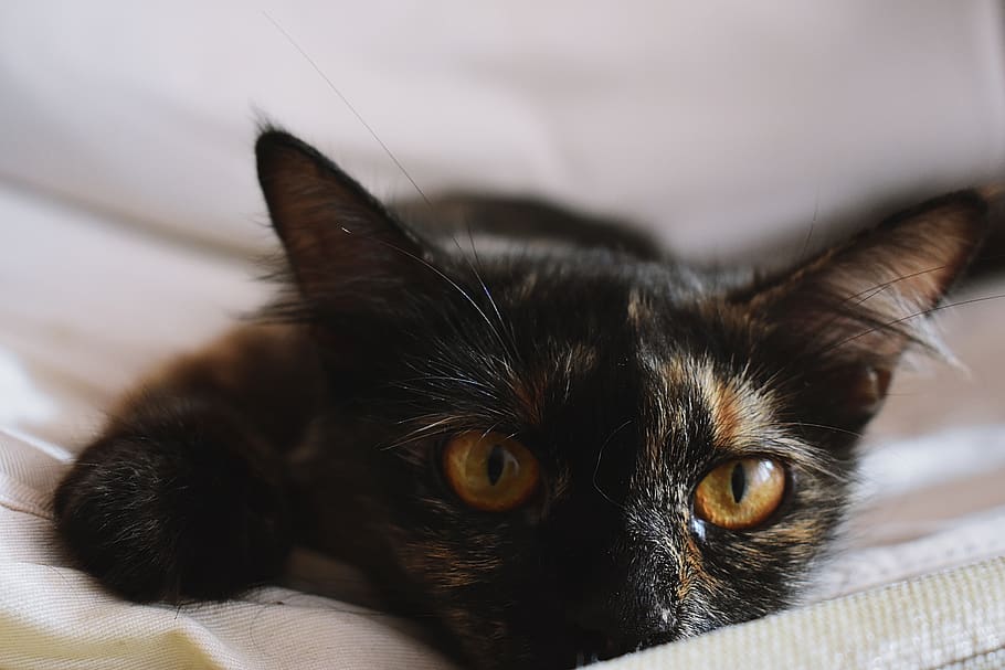 cat, black, tortoiseshell, pet, kitten, white, fur, eyes, cute, HD wallpaper